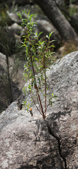 Olearia elliptica