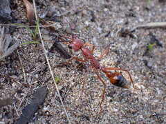 Myrmecia nigriscapa