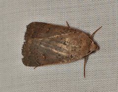 Proteuxoa hypochalchis