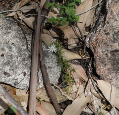 Stellaria pungens