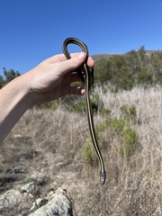 Thamnophis elegans terrestris