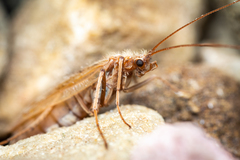Limnephilidae