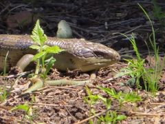 Tiliqua scincoides
