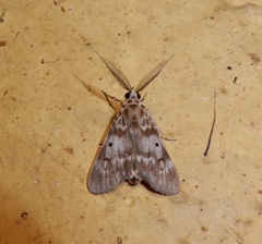Sommeria marchalii