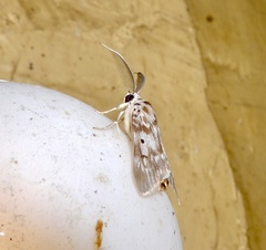 Sommeria marchalii