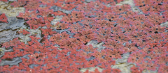 Azolla rubra