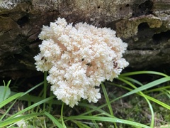 Hericium