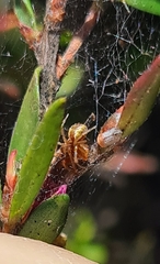 Theridiidae