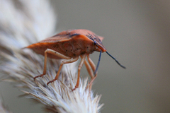 Carpocoris fuscispinus