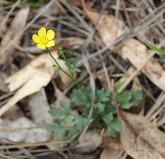 Ranunculus lappaceus