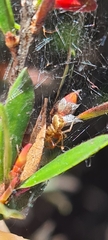 Theridiidae