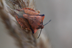 Carpocoris fuscispinus