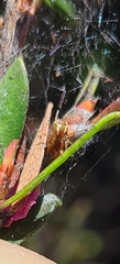 Theridiidae