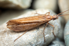 Limnephilidae