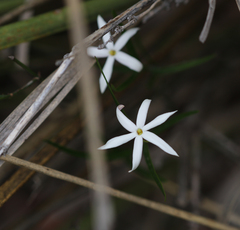 Jasminum simplicifolium