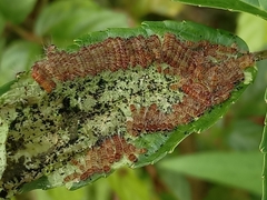 Thyrassia
