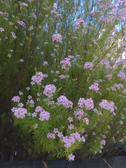 Coleonema pulchellum