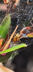 Theridiidae
