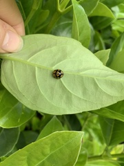 Harmonia testudinaria