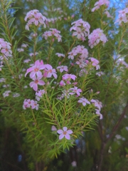 Coleonema pulchellum