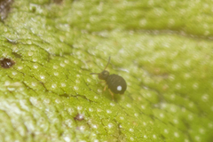 Sminthurinus quadrimaculatus