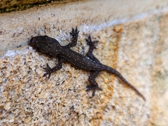 Hemidactylus garnotii