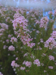 Coleonema pulchellum