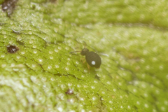 Sminthurinus quadrimaculatus