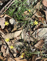 Tricoryne elatior