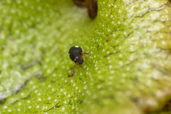 Sminthurinus quadrimaculatus