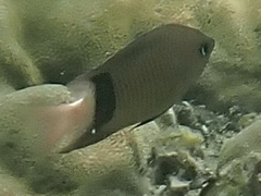 Plectroglyphidodon dickii