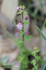 Scutellaria humilis