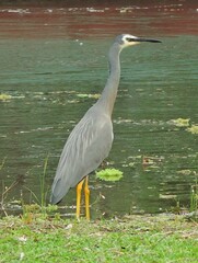 Egretta novaehollandiae novaehollandiae