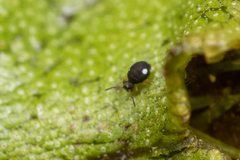 Sminthurinus quadrimaculatus