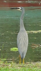 Egretta novaehollandiae novaehollandiae