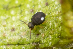 Sminthurinus quadrimaculatus