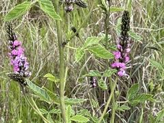 Cullen australasicum