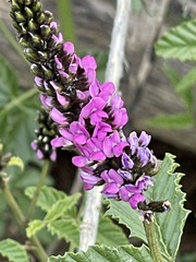 Cullen australasicum