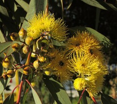 Eucalyptus woodwardii