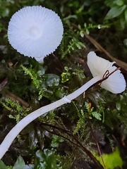Lepiota sequoiarum