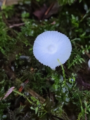 Lepiota sequoiarum