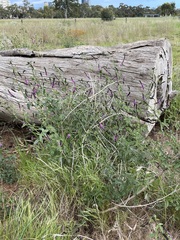 Cullen australasicum