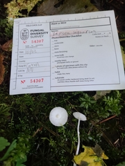 Lepiota sequoiarum