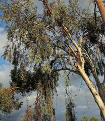 Eucalyptus woodwardii