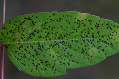 Pseudocercospora