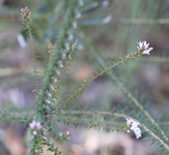 Epacris pulchella