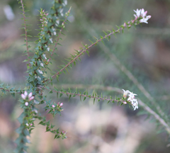 Epacris pulchella