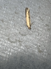 Elasmopalpus lignosella