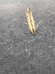 Elasmopalpus lignosella