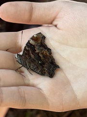 Kaniska canace